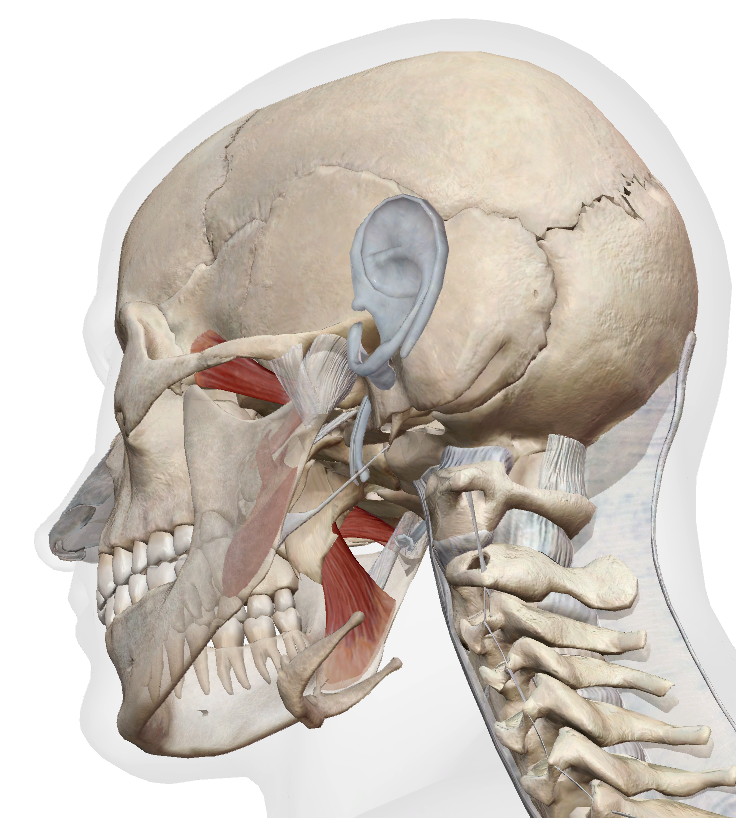 Pterygoid muscles anatomy, view 2