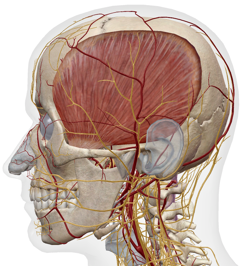 Temporalis anatomy, lateral view 2