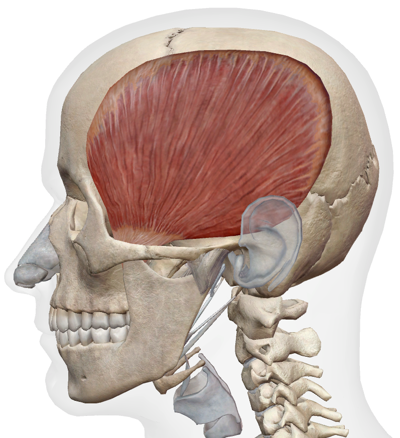 Temporalis anatomy, lateral view 1
