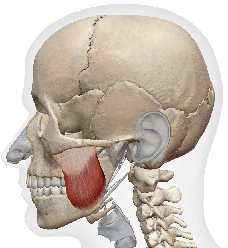 Masseter superficial head anatomy