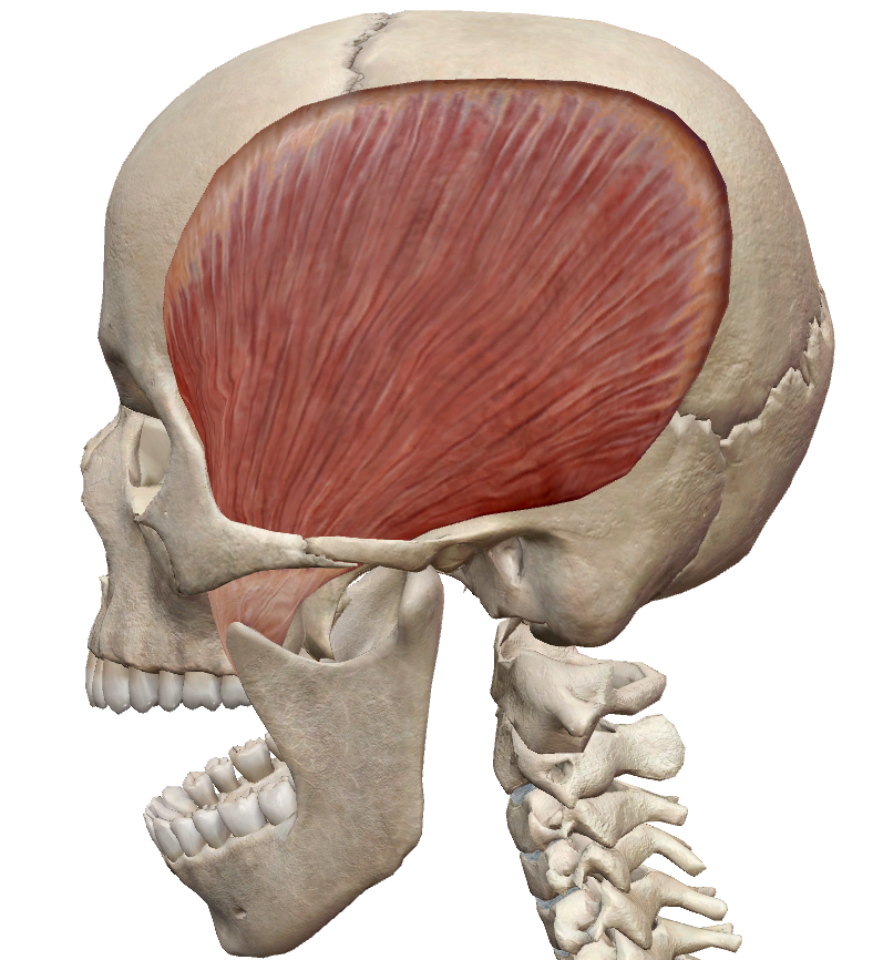 Temporalis anatomy, lateral view 3