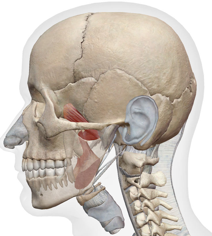 Pterygoid muscles anatomy, view 1