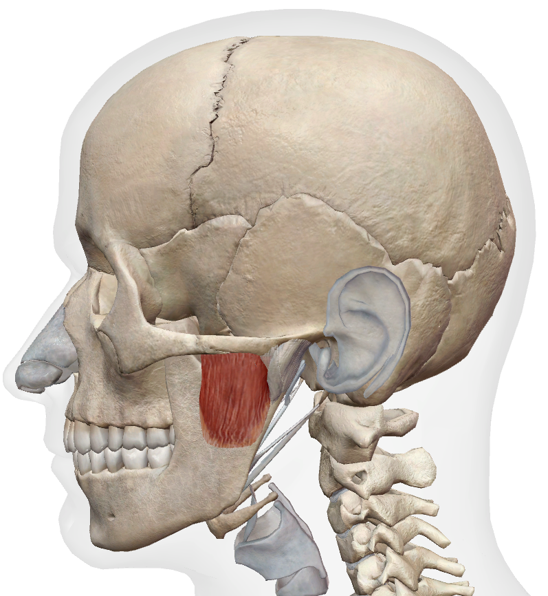 Masseter deep head anatomy