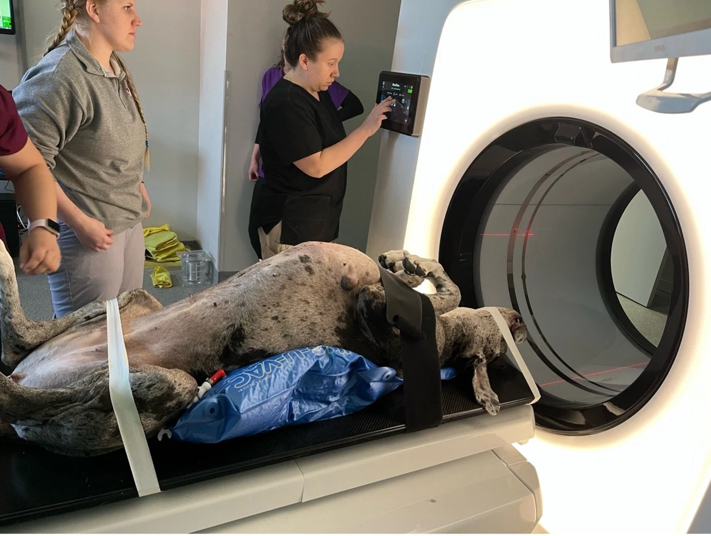 Veterinary team preparing a dog for a CT scan