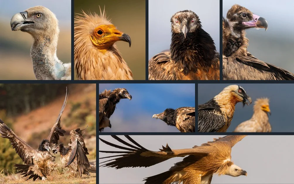 Griffon, Cinereous and Egyptian Vultures