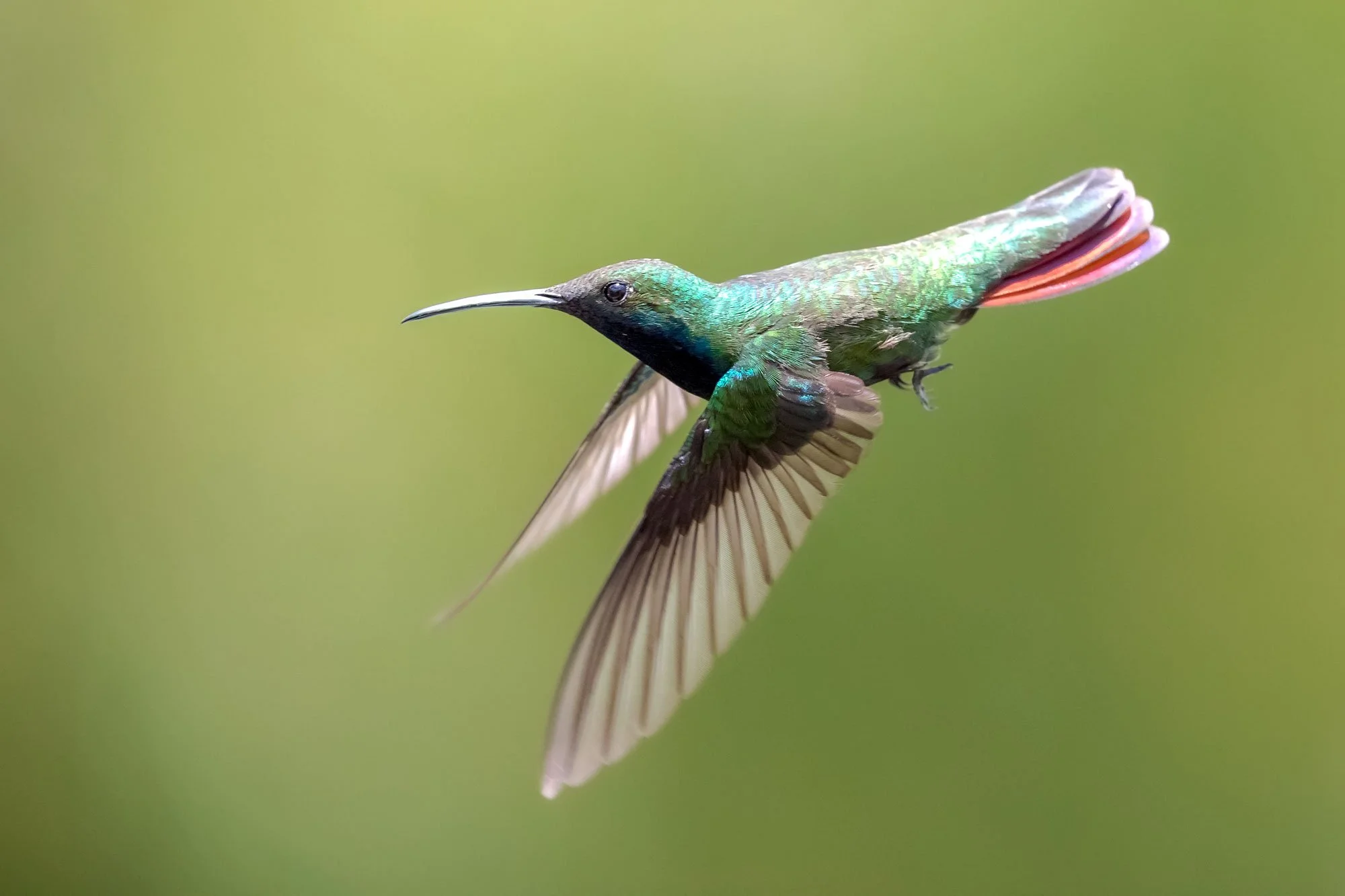 Hummingbird in flight