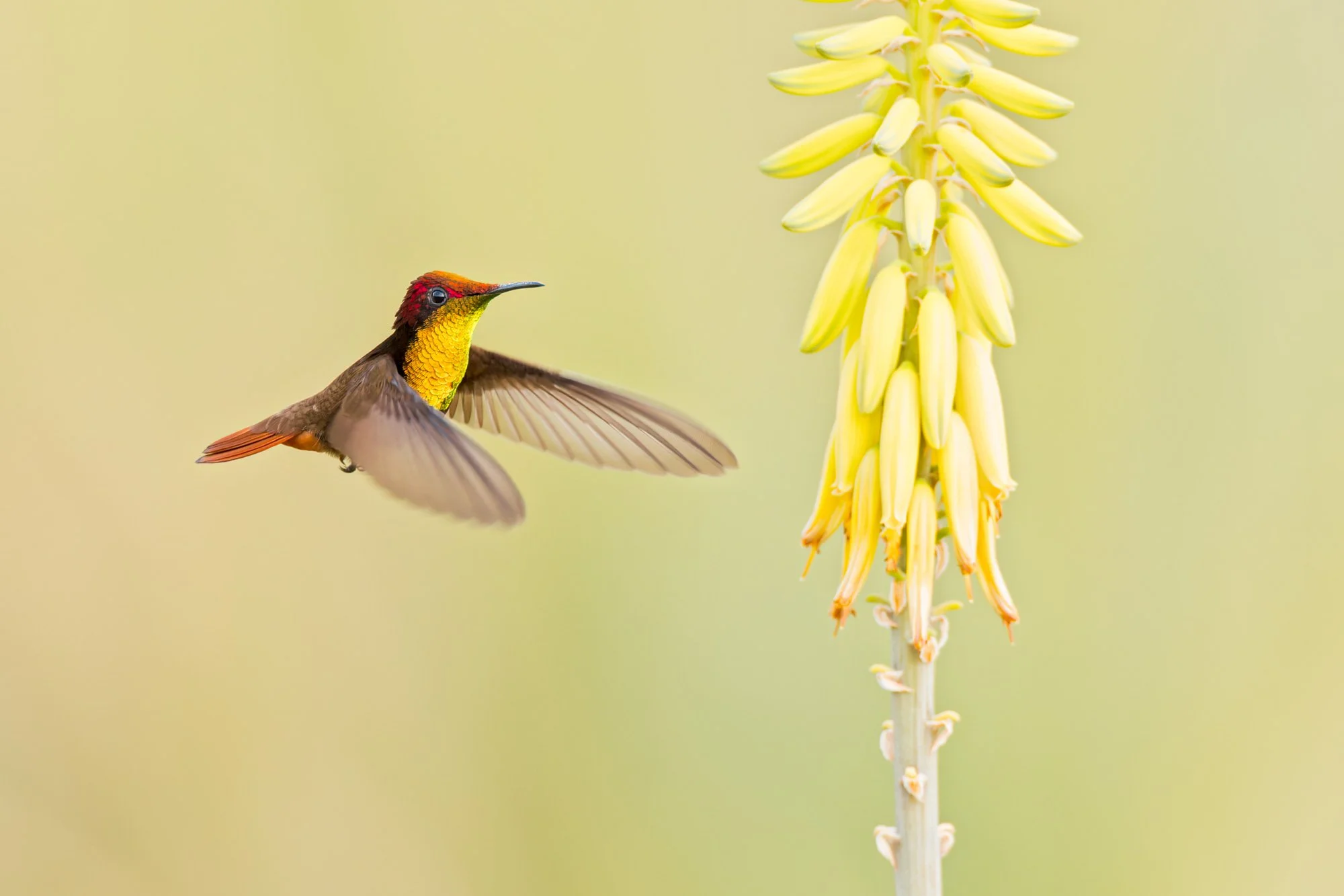 Ruby-topaz Hummingbird