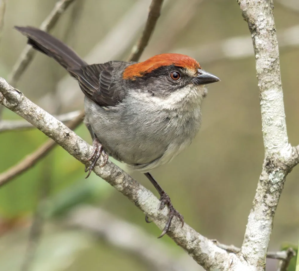 Antioquia Brushfinch by Rafael Armada