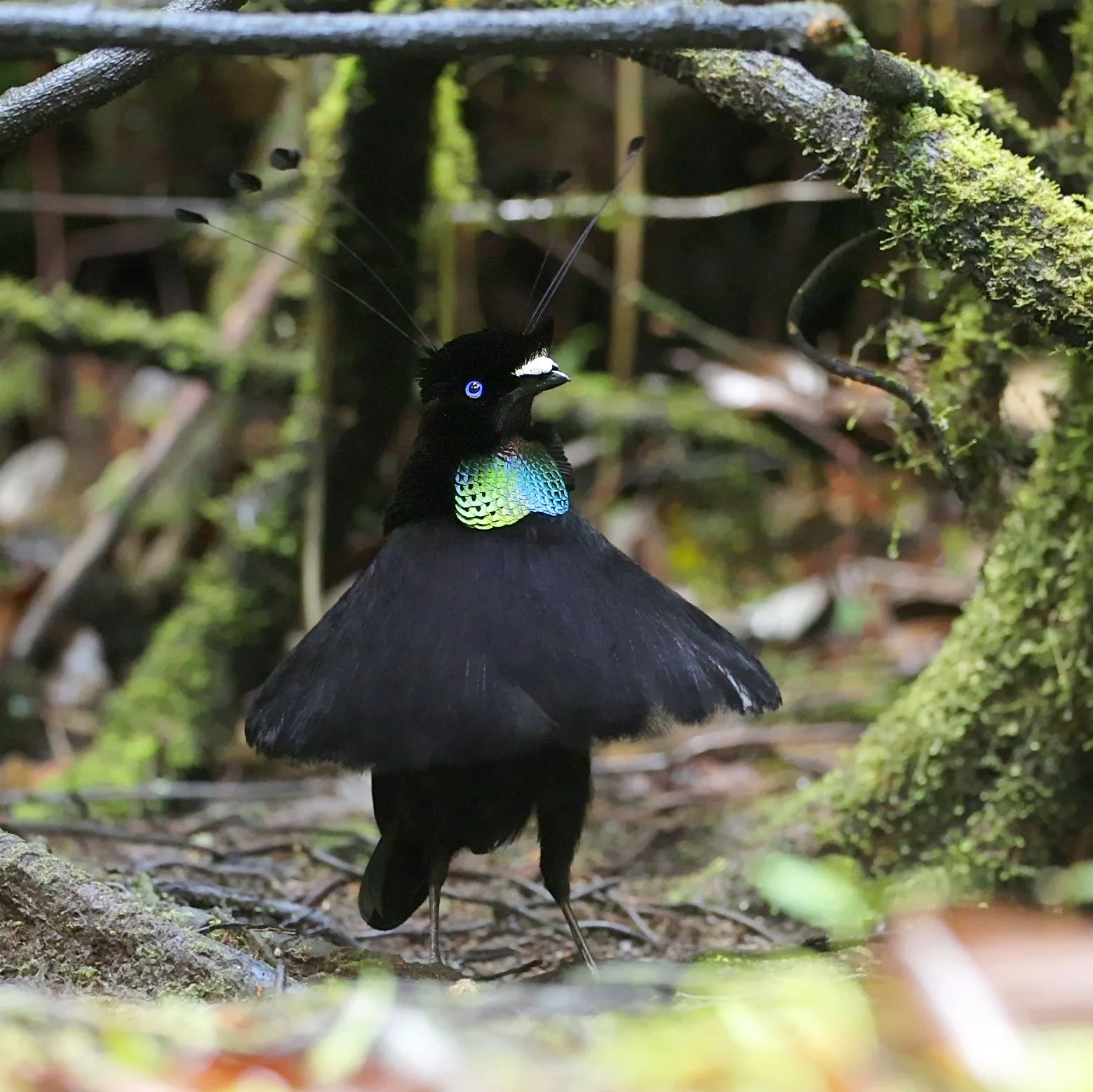 Lawes's Parotia
