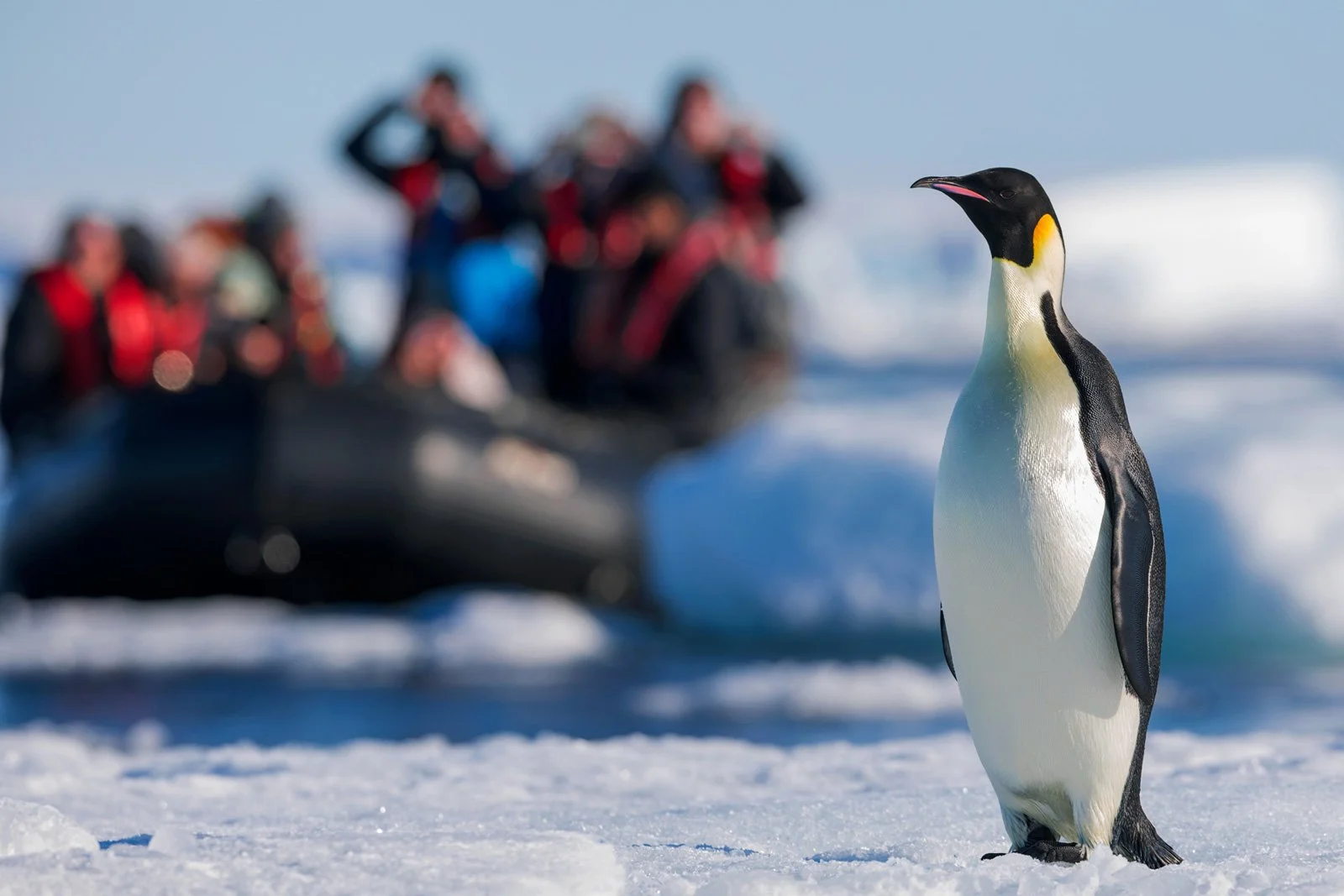 Emperor Penguins at Snow Hill, Weddell Sea