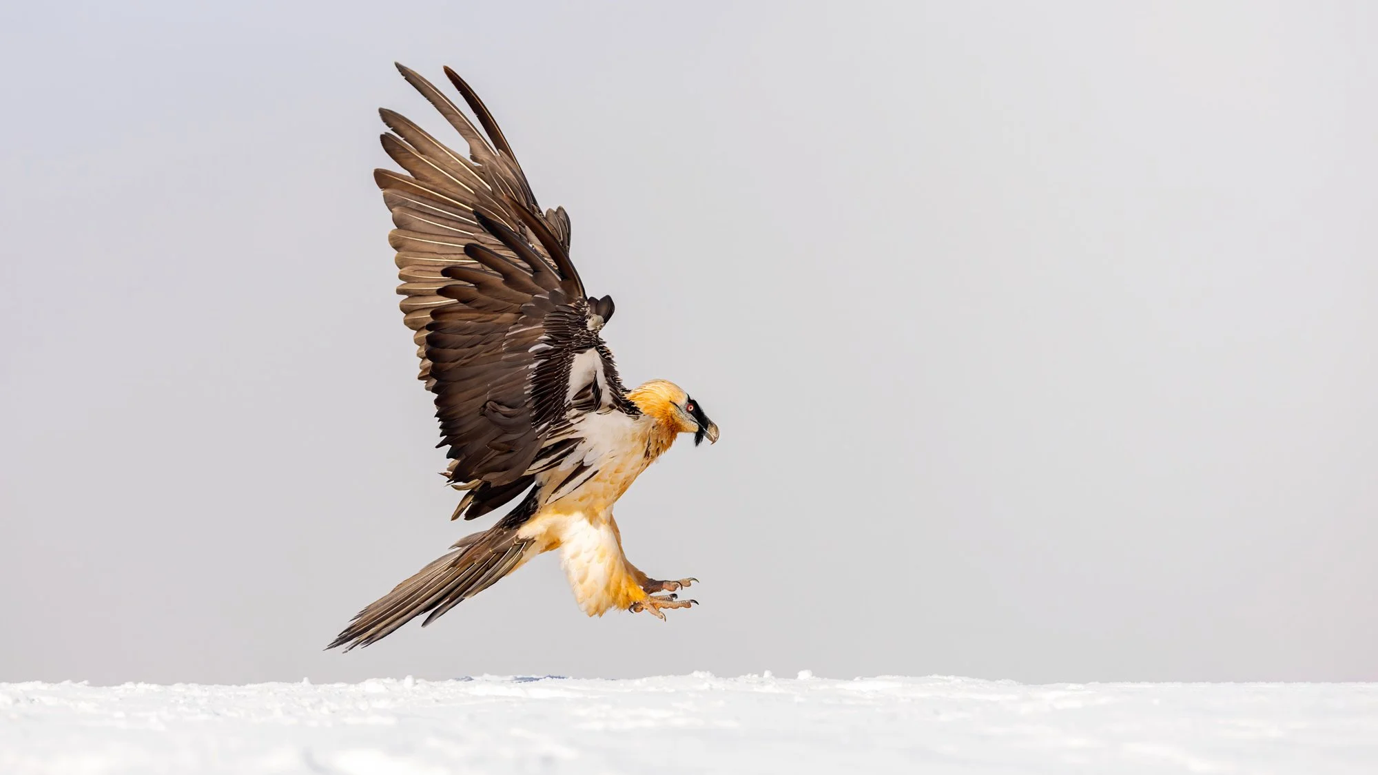 Bearded Vulture by Rafael Armada