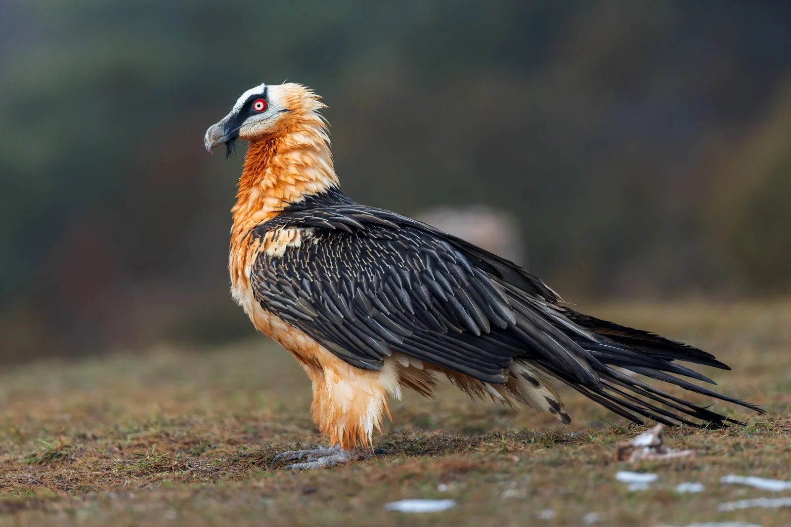 Adult Bearded Vulture