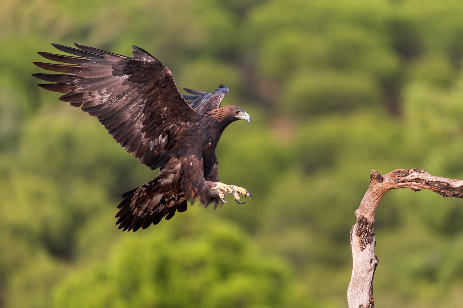 Golden Eagle