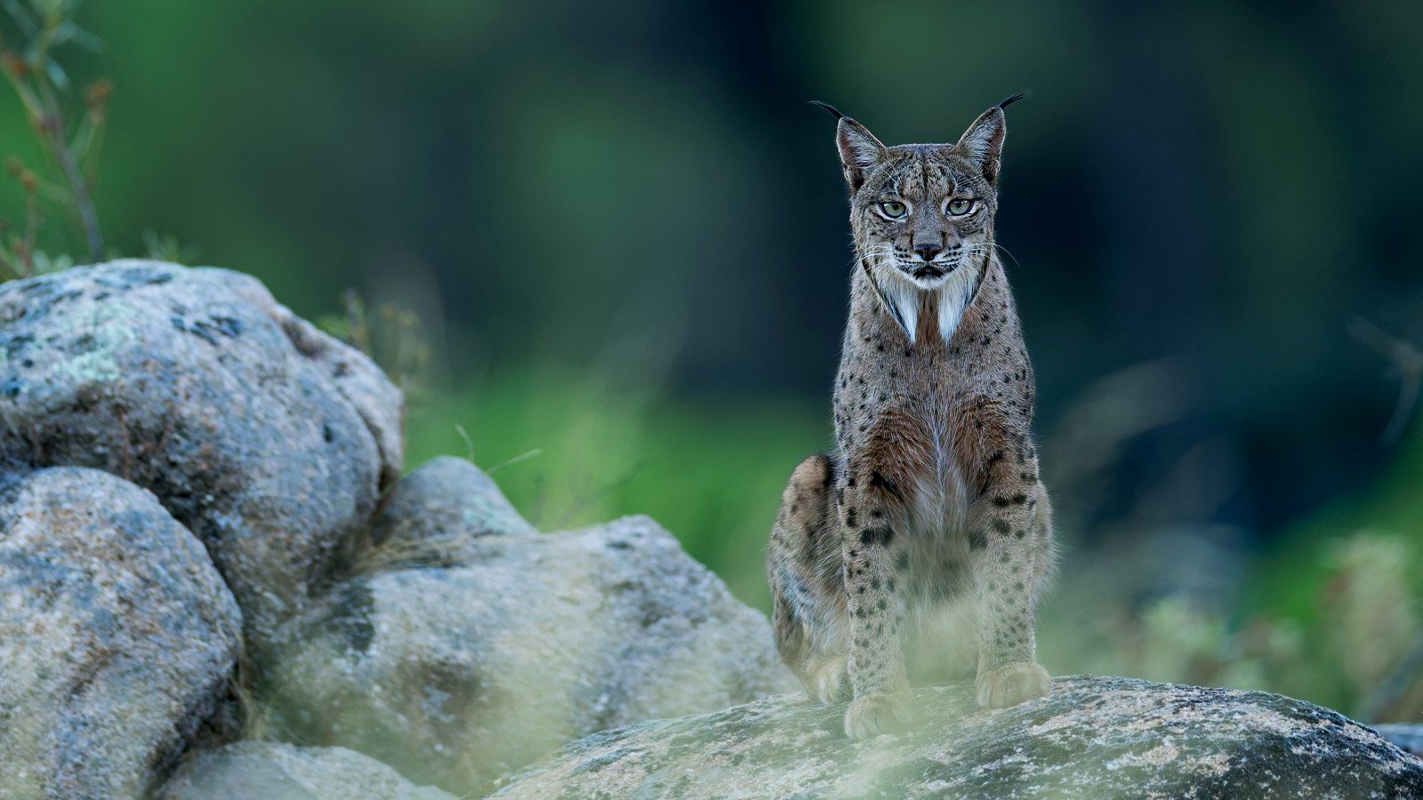 Iberian Lynx in Andújar