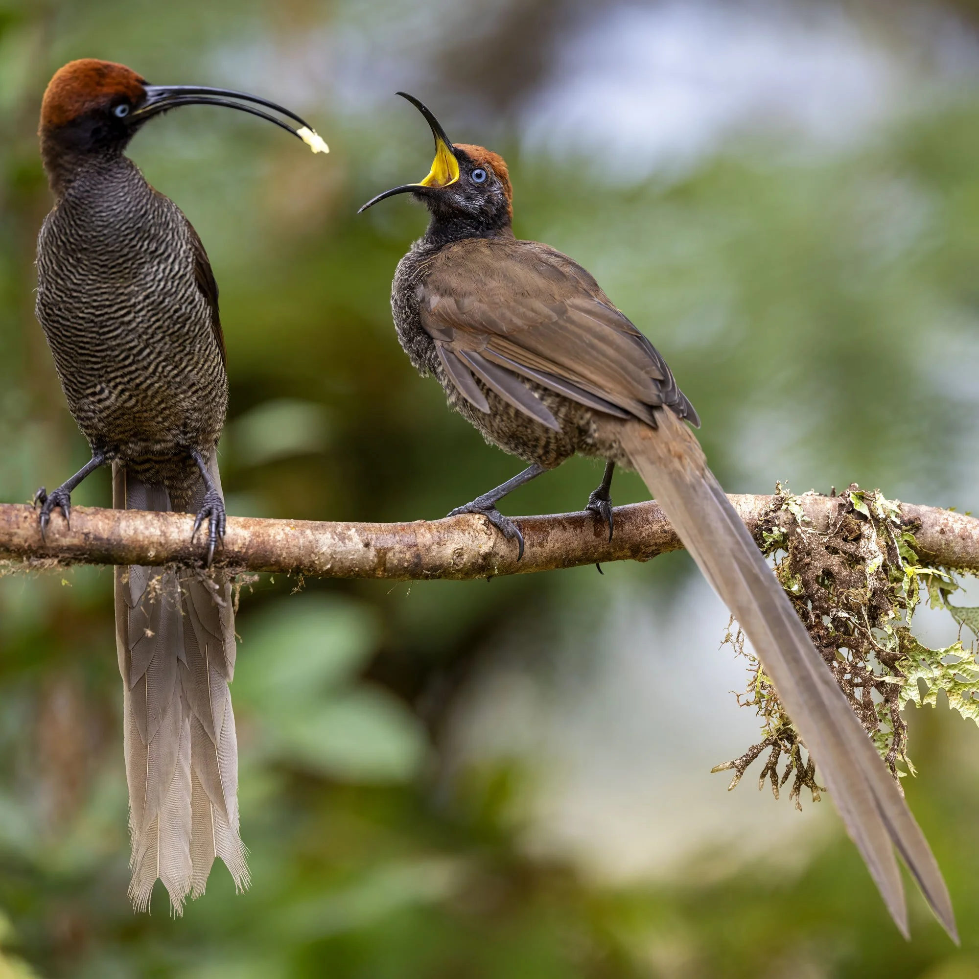 Brown Sicklebill
