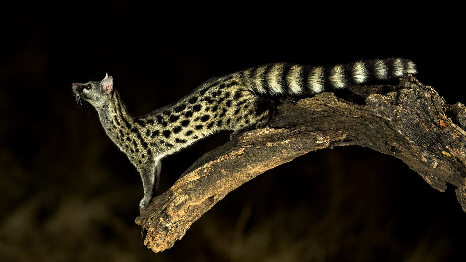 Common Genet