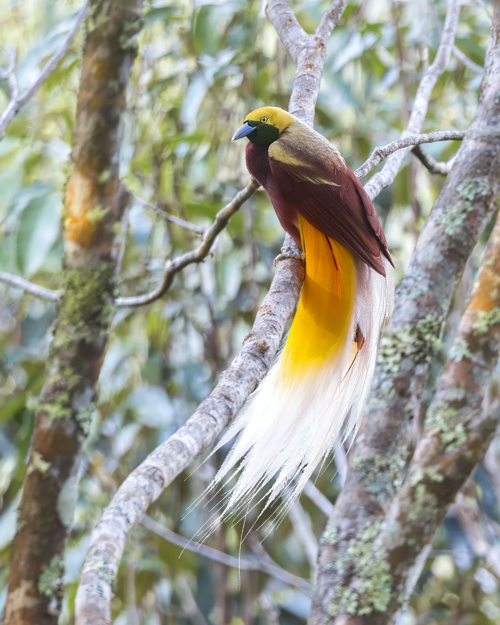 Lesser Bird-of-Paradise