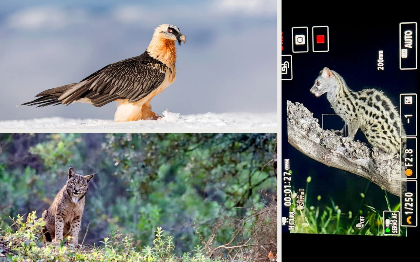 Birds photographed in Spain