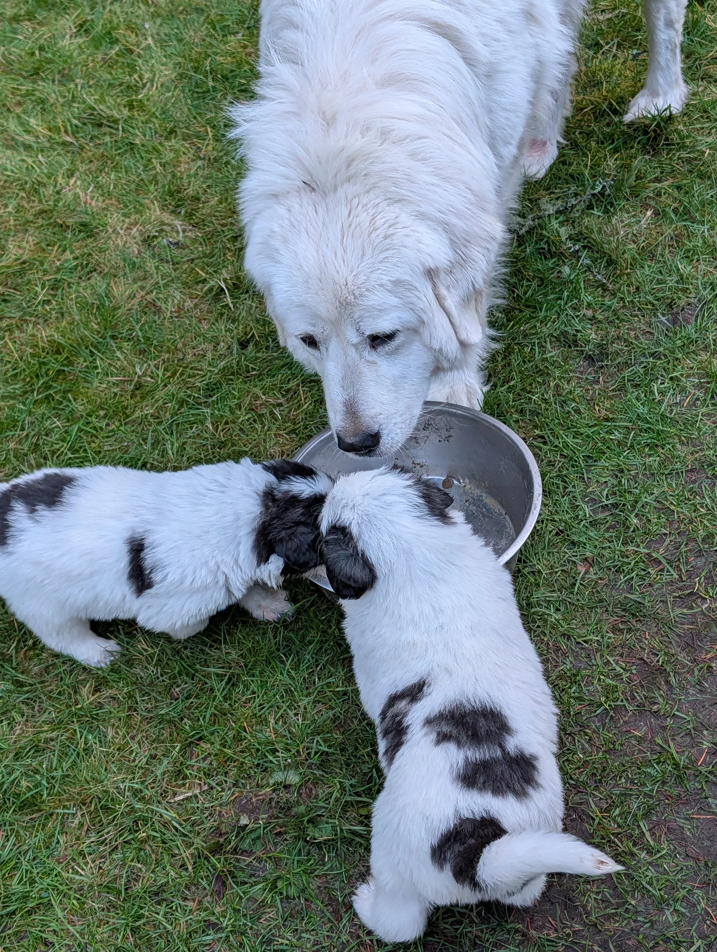 Adult female European Livestock Guardian Dog with litter of 9 puppies eating, KIDD Forever farm in Graham, WA.