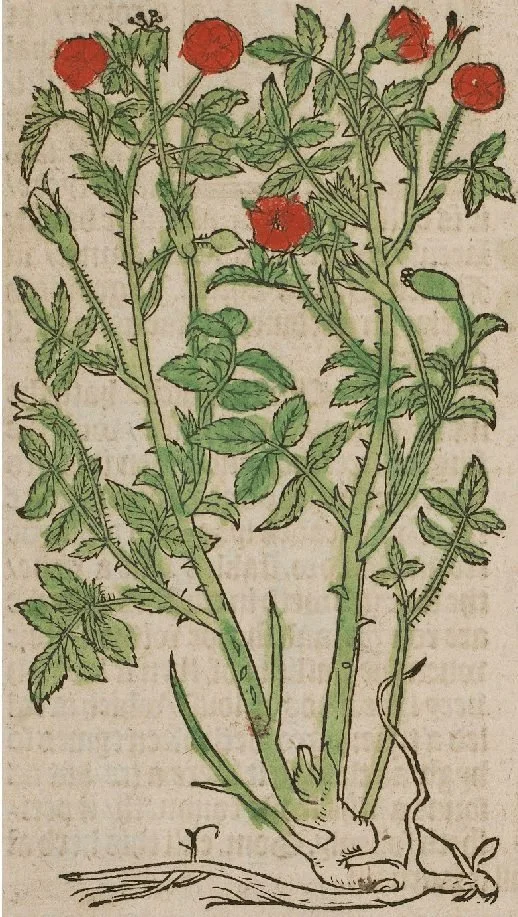 The hand-coloured rose plate from William Turner's A New Herball