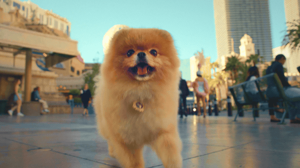 The Vanderpump Hotel campaign featuring a Pomeranian