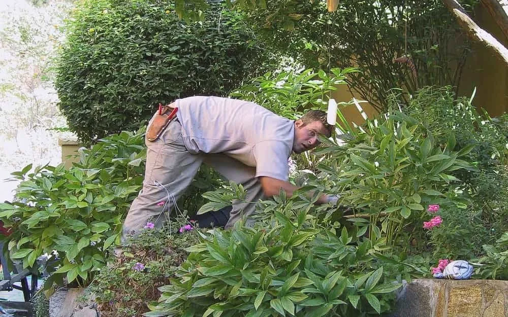 professional garden maintenance nanaimo