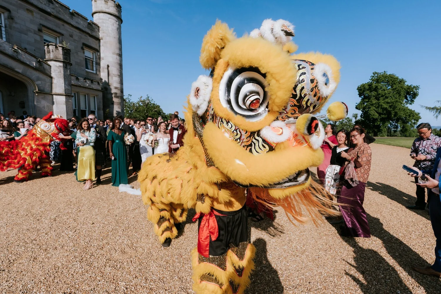 A yellow Chinese lion dancer performing outside Dundas Castle as wedding guests watch in the sunshine.