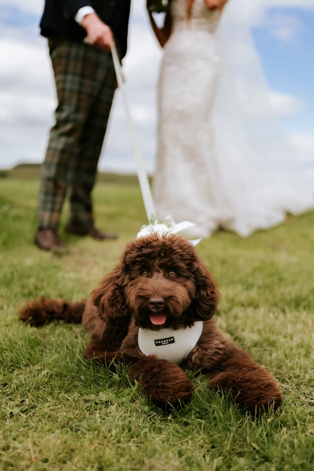 A brown dog in a bow tie lying on the grass, with Jamie and Lauren behind.