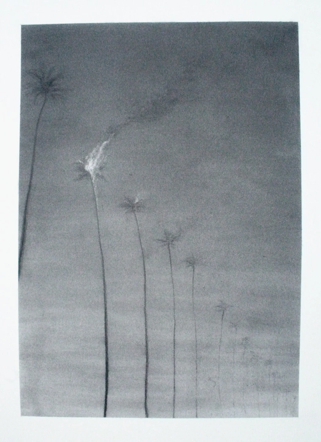 Palm trees charcoal drawing by Juliano Trindade