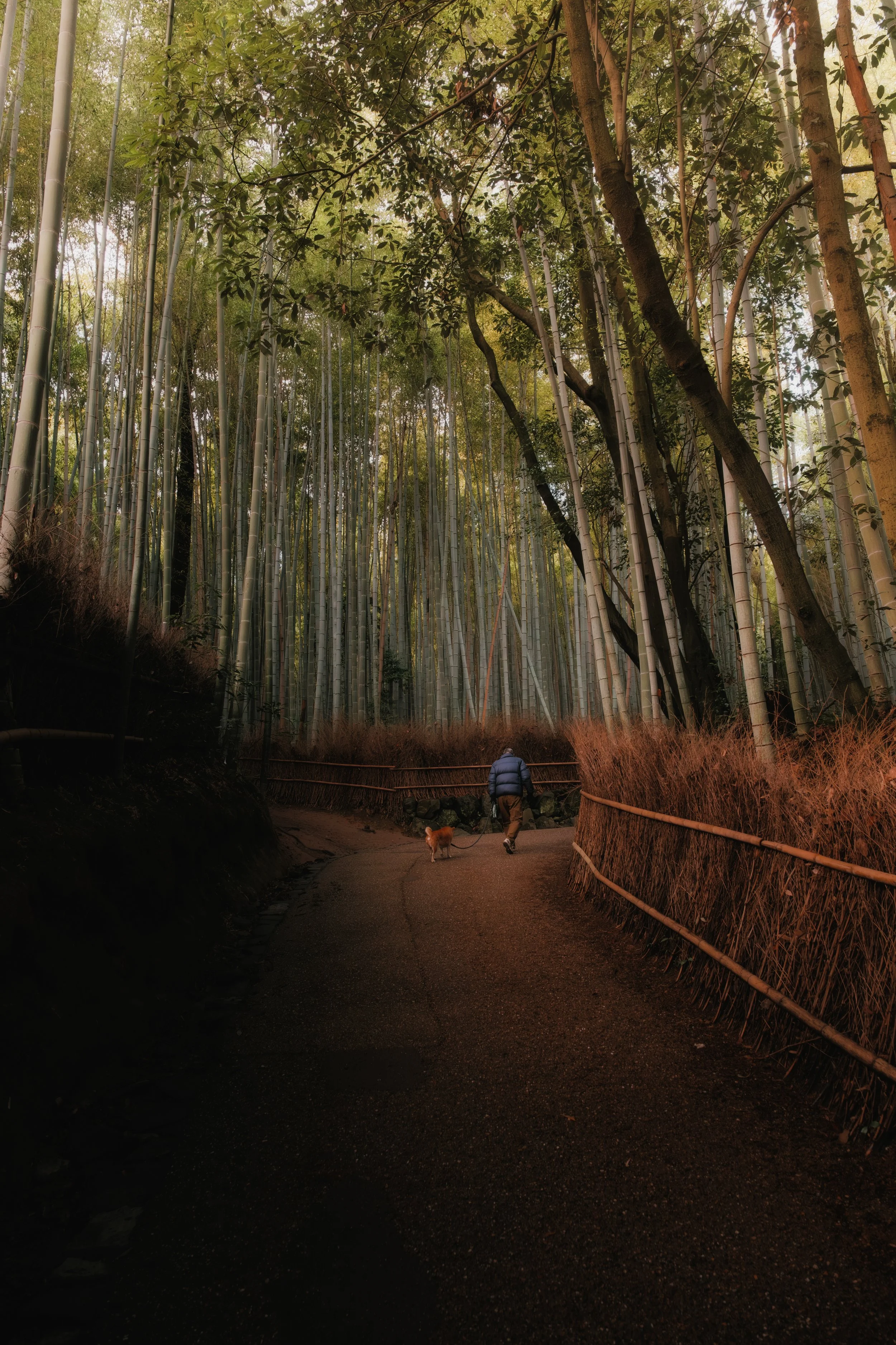 Bamboo II