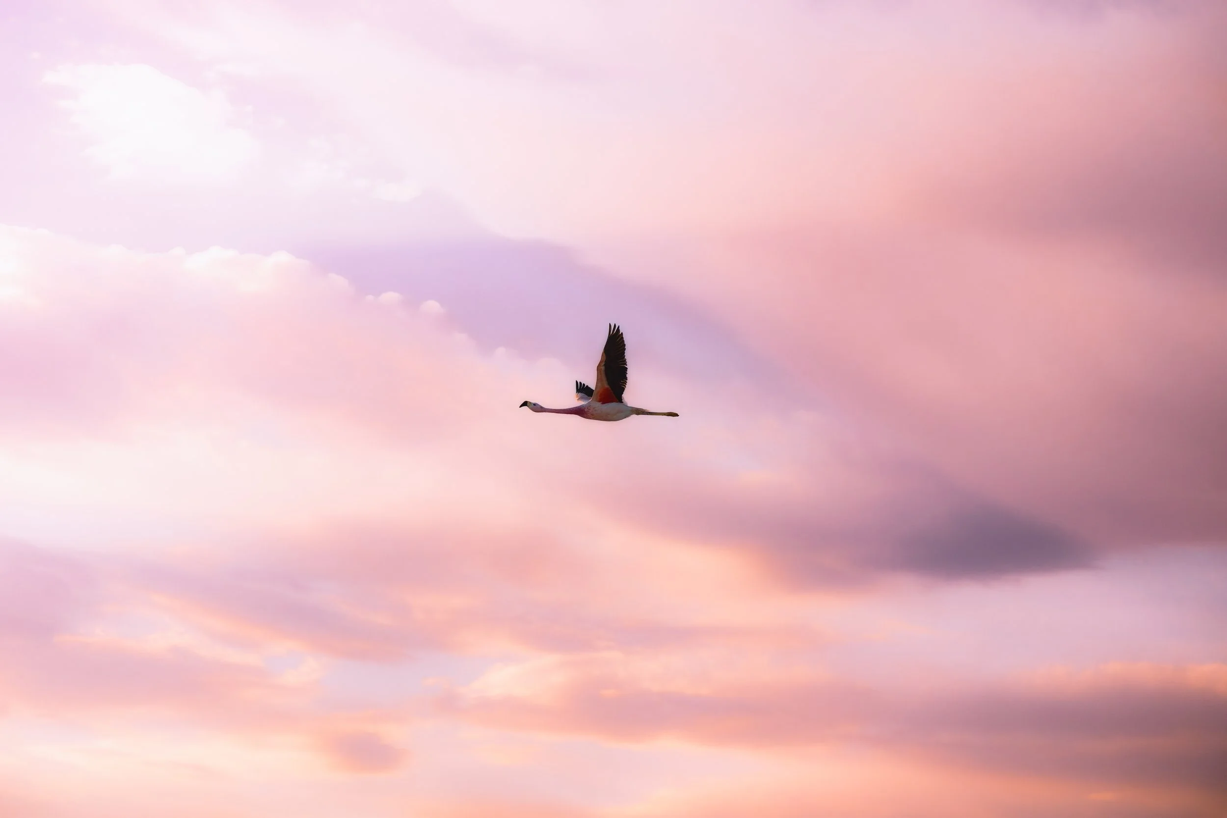 Flamingos III