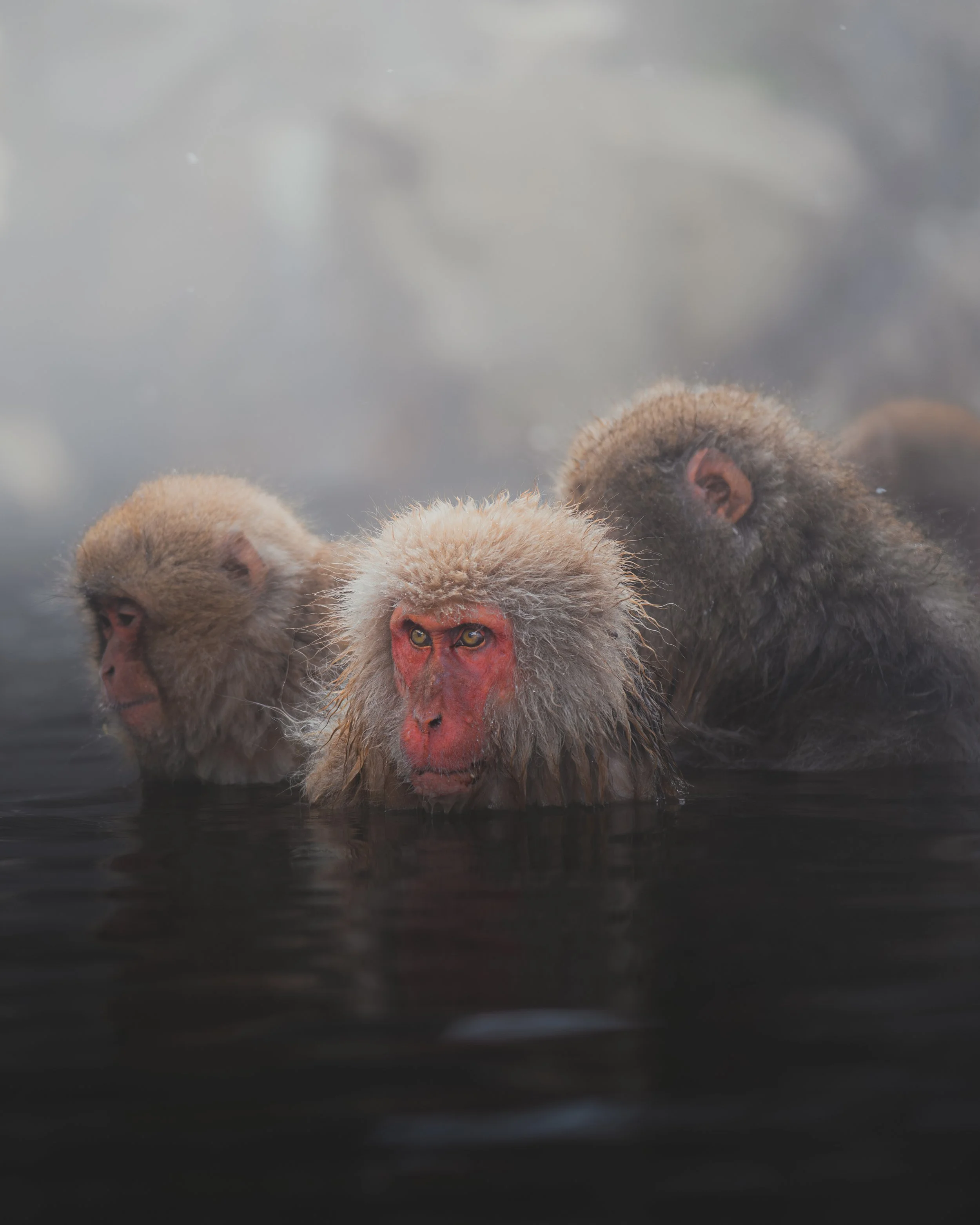 Monkey V