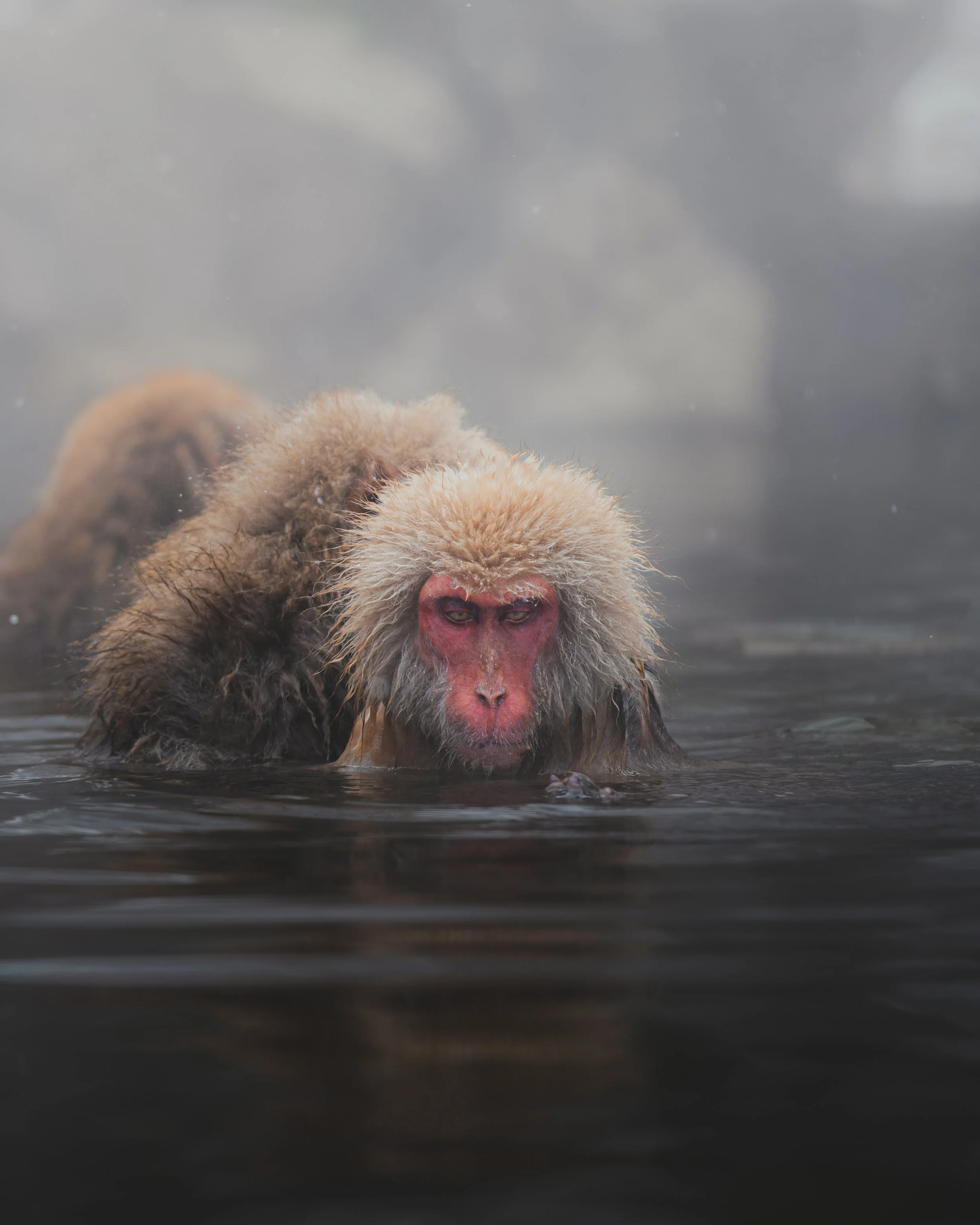 Monkey IV