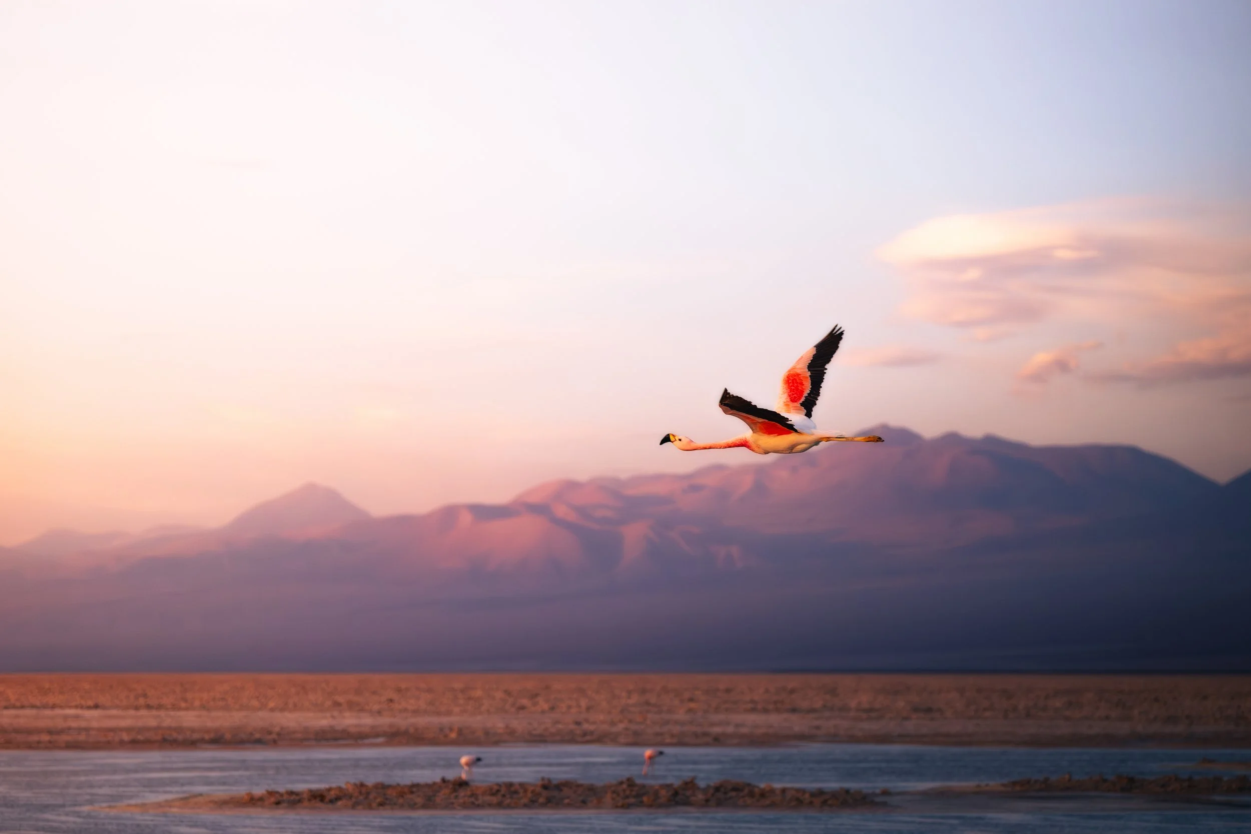Flamingos II