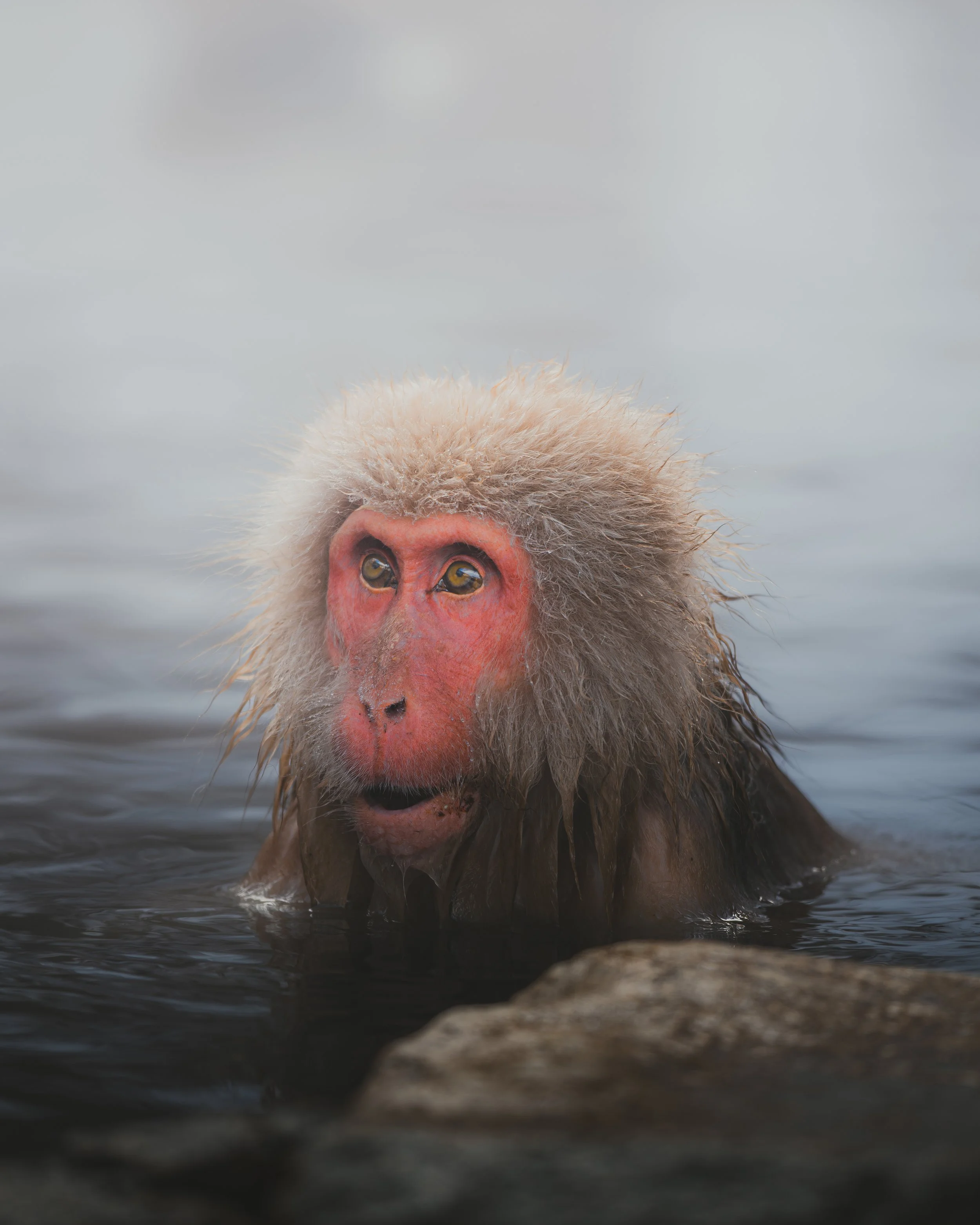 Monkey I
