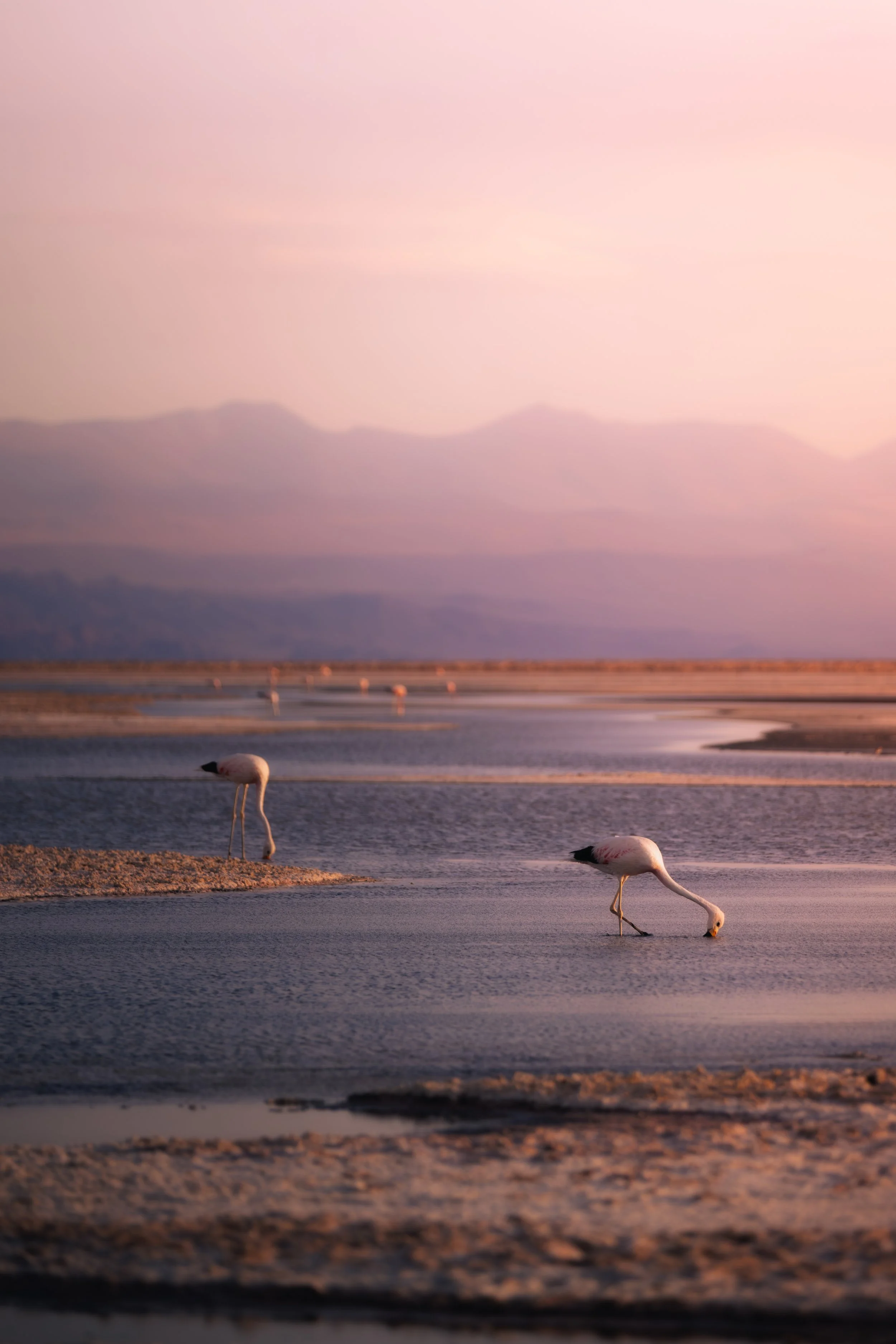 Flamingos I