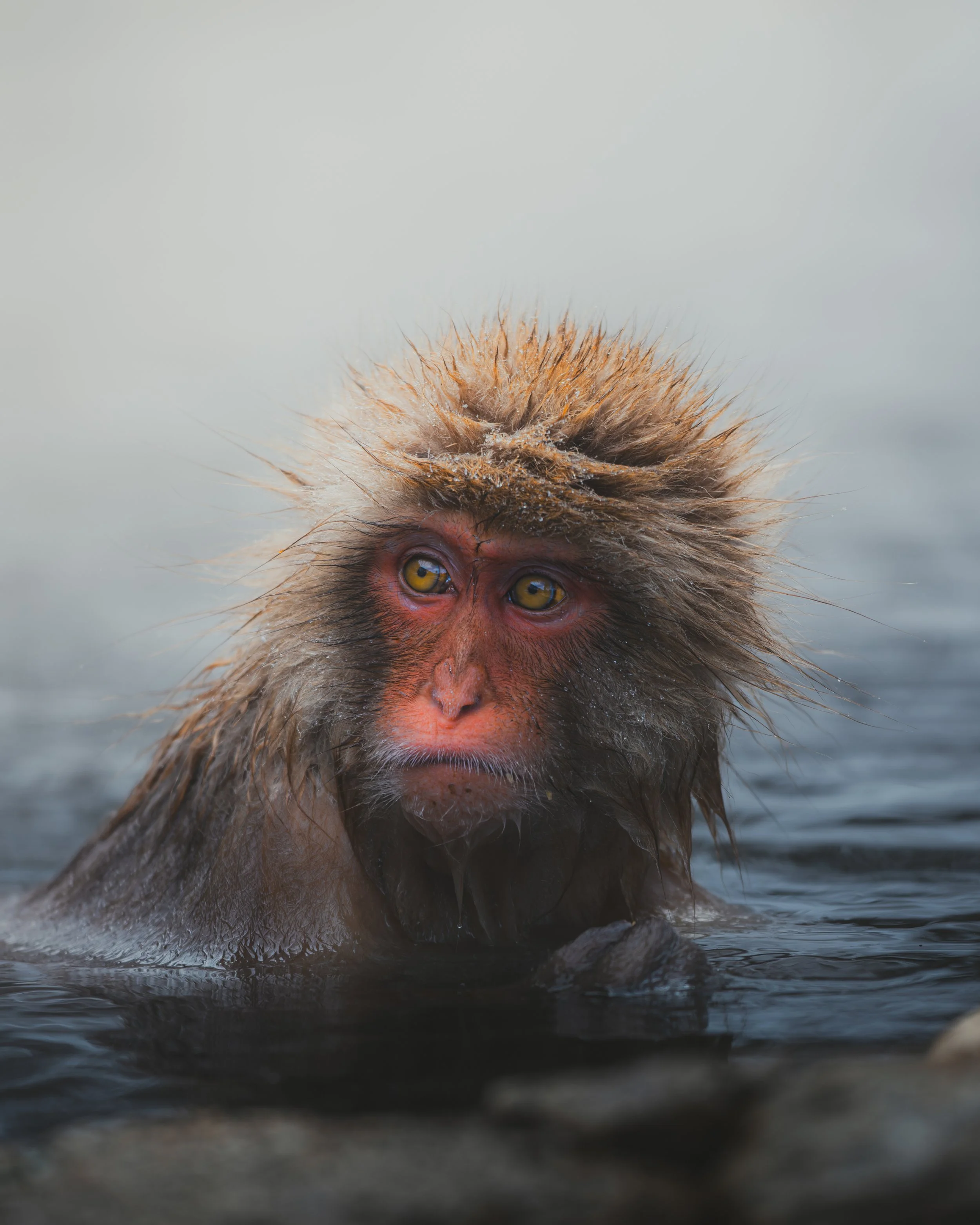 Monkey III