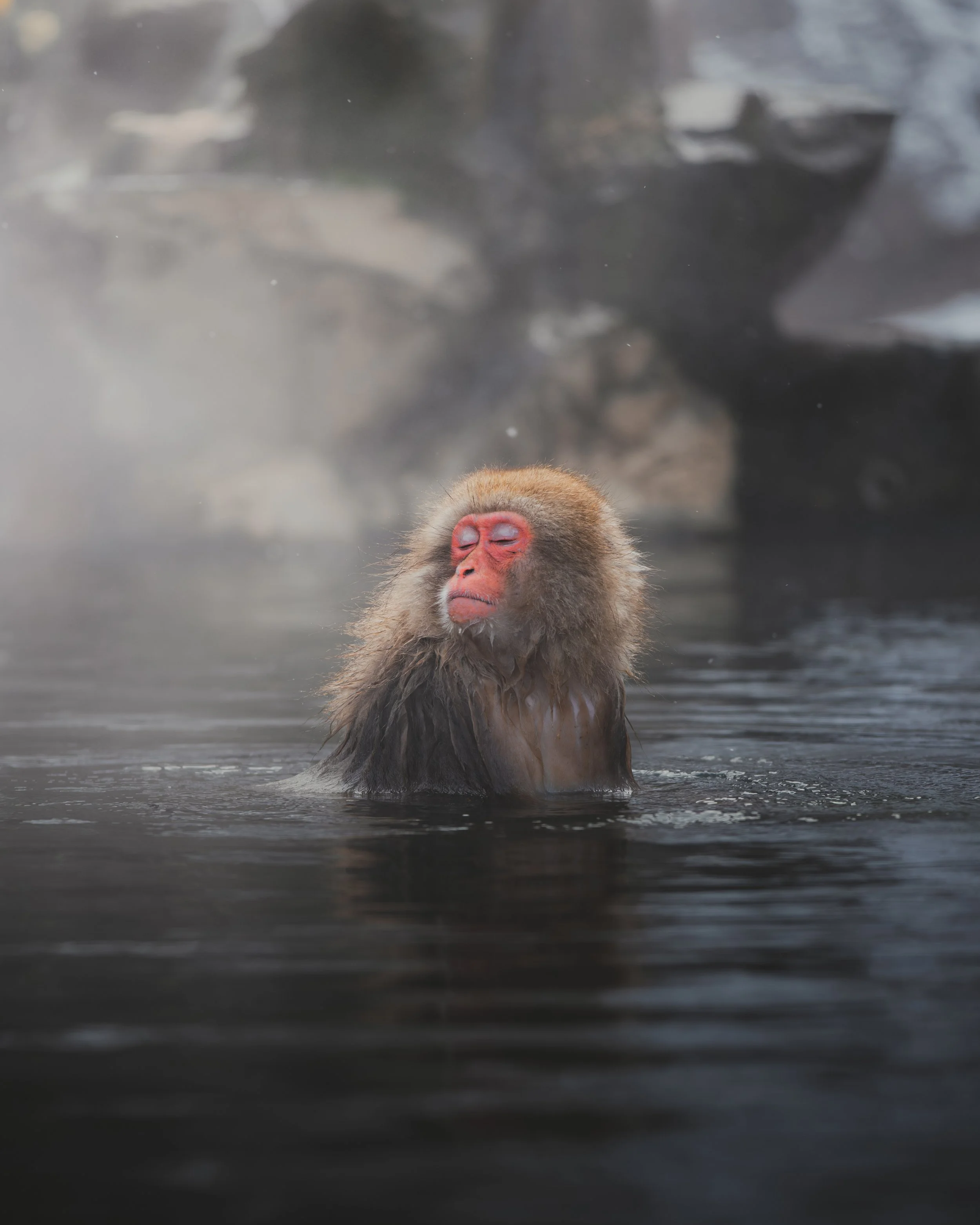 Monkey II