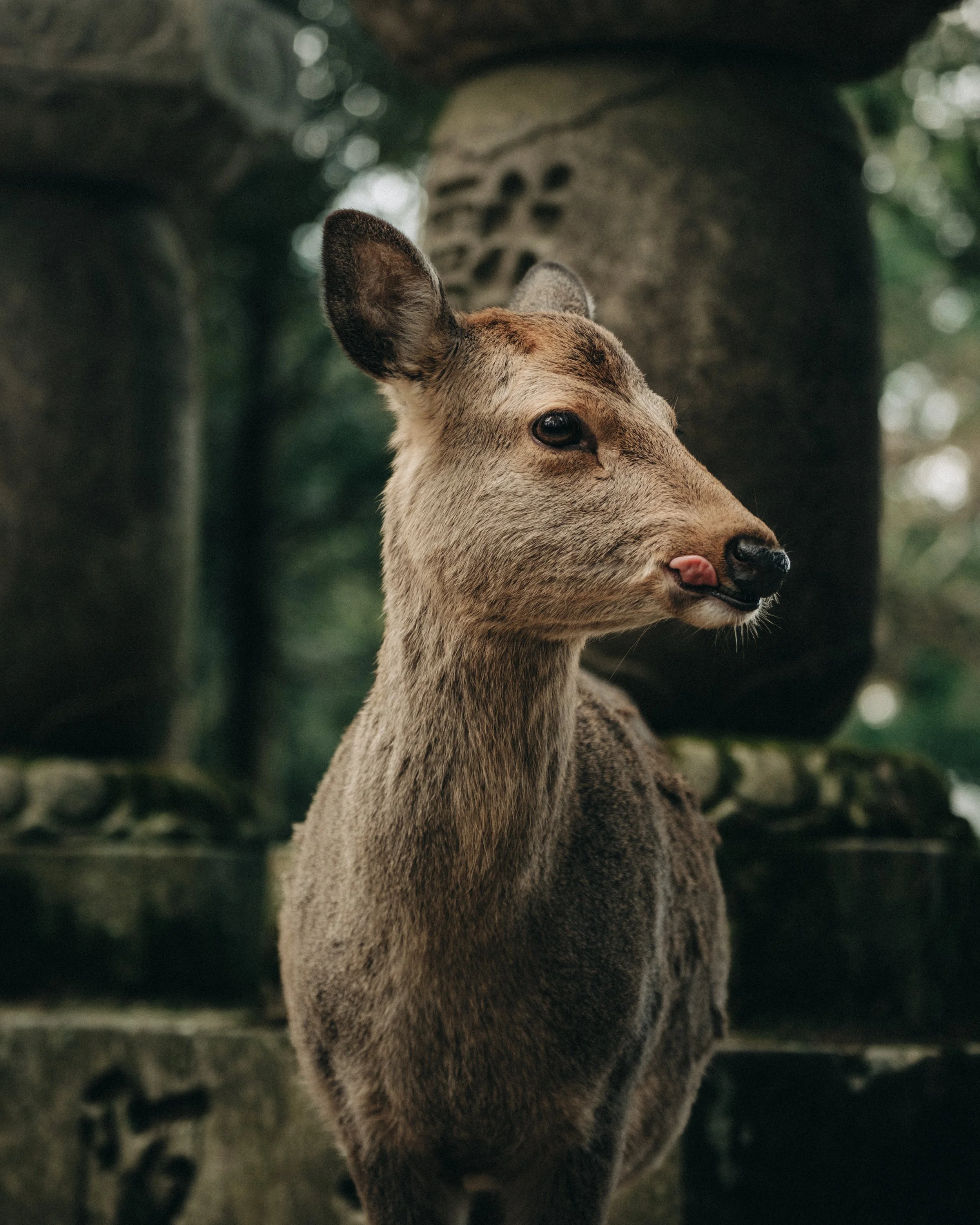Nara III