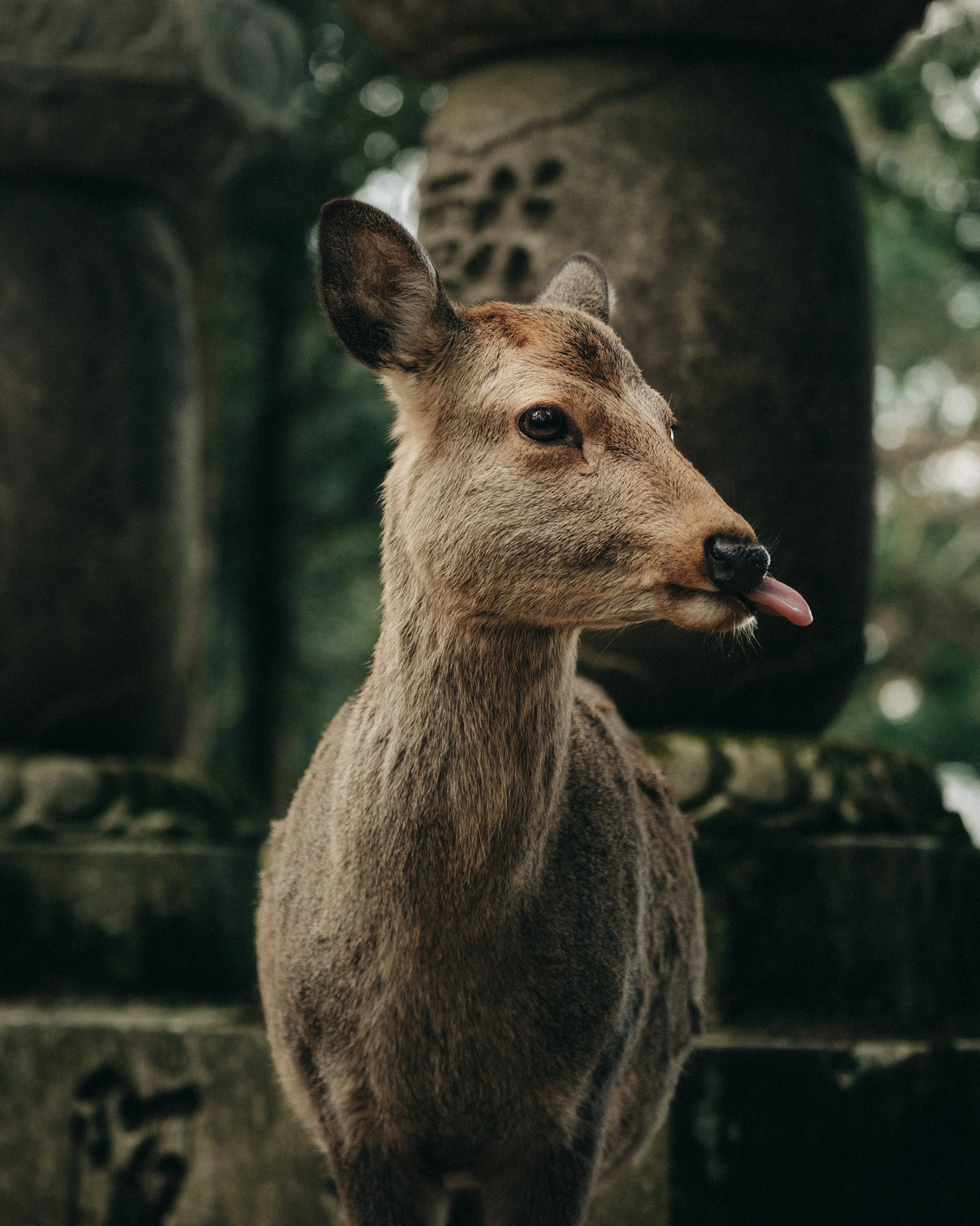 Nara IV