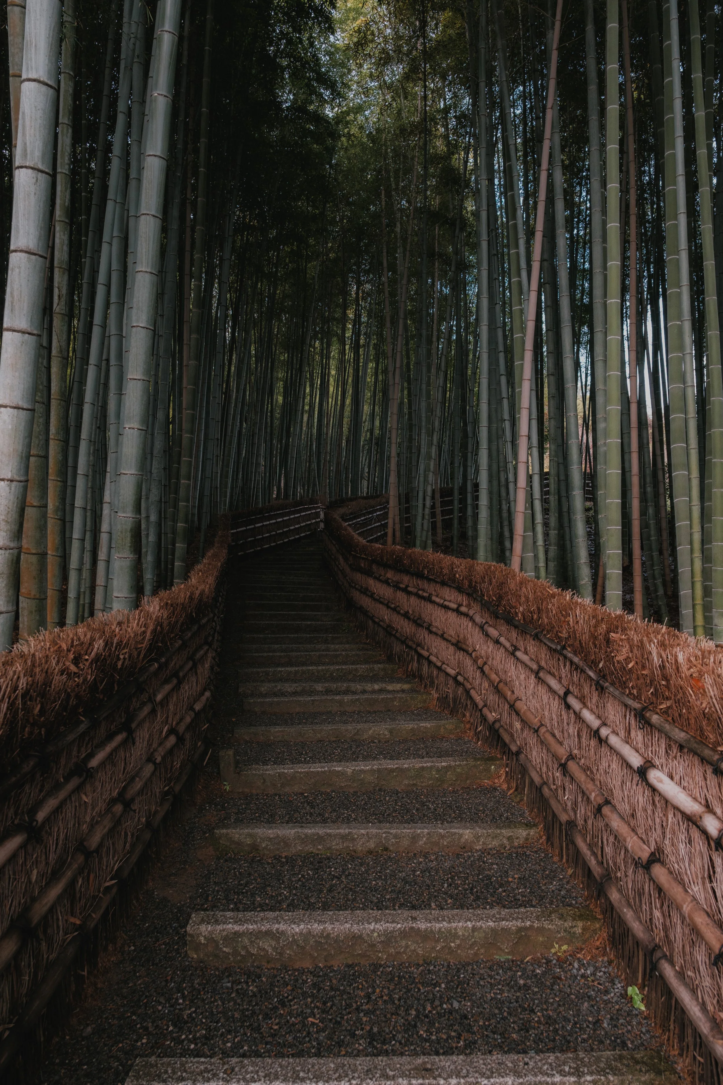 Bamboo I