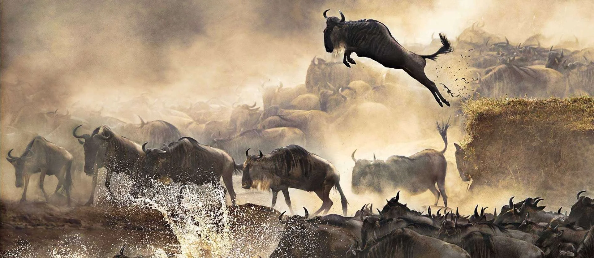 Serengeti — wildebeest migration river crossing or lion on kopje at golden hour