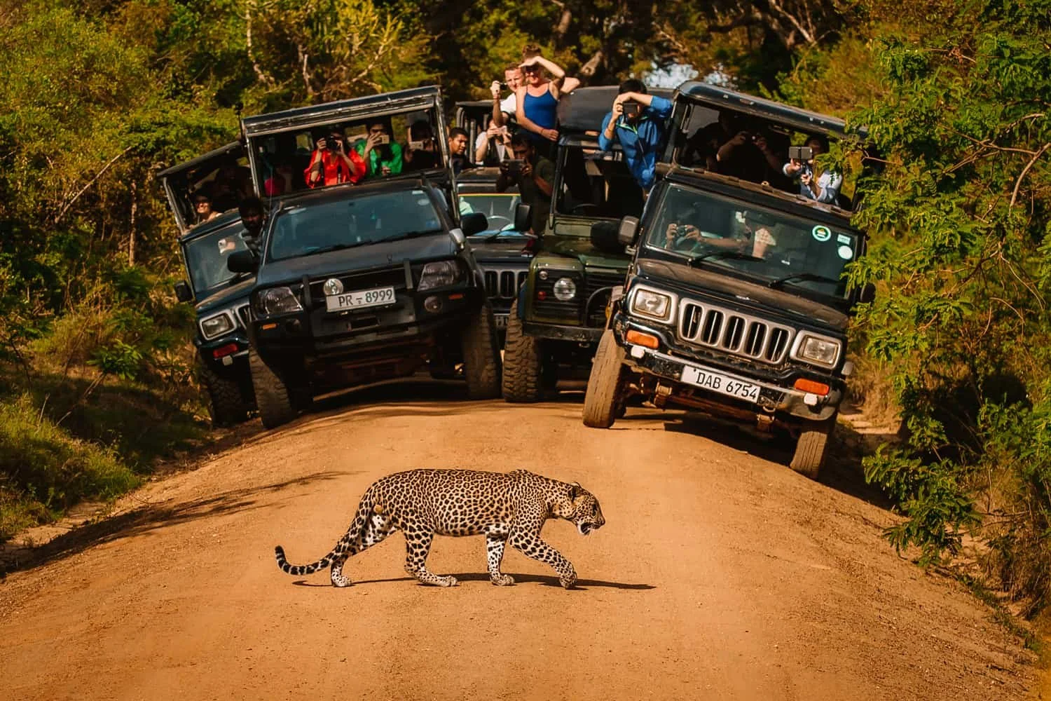 Yala — a leopard in the wild or elephants at a waterhole