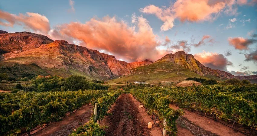 Stellenbosch — vineyard rows with Helderberg mountains or Cape Dutch manor