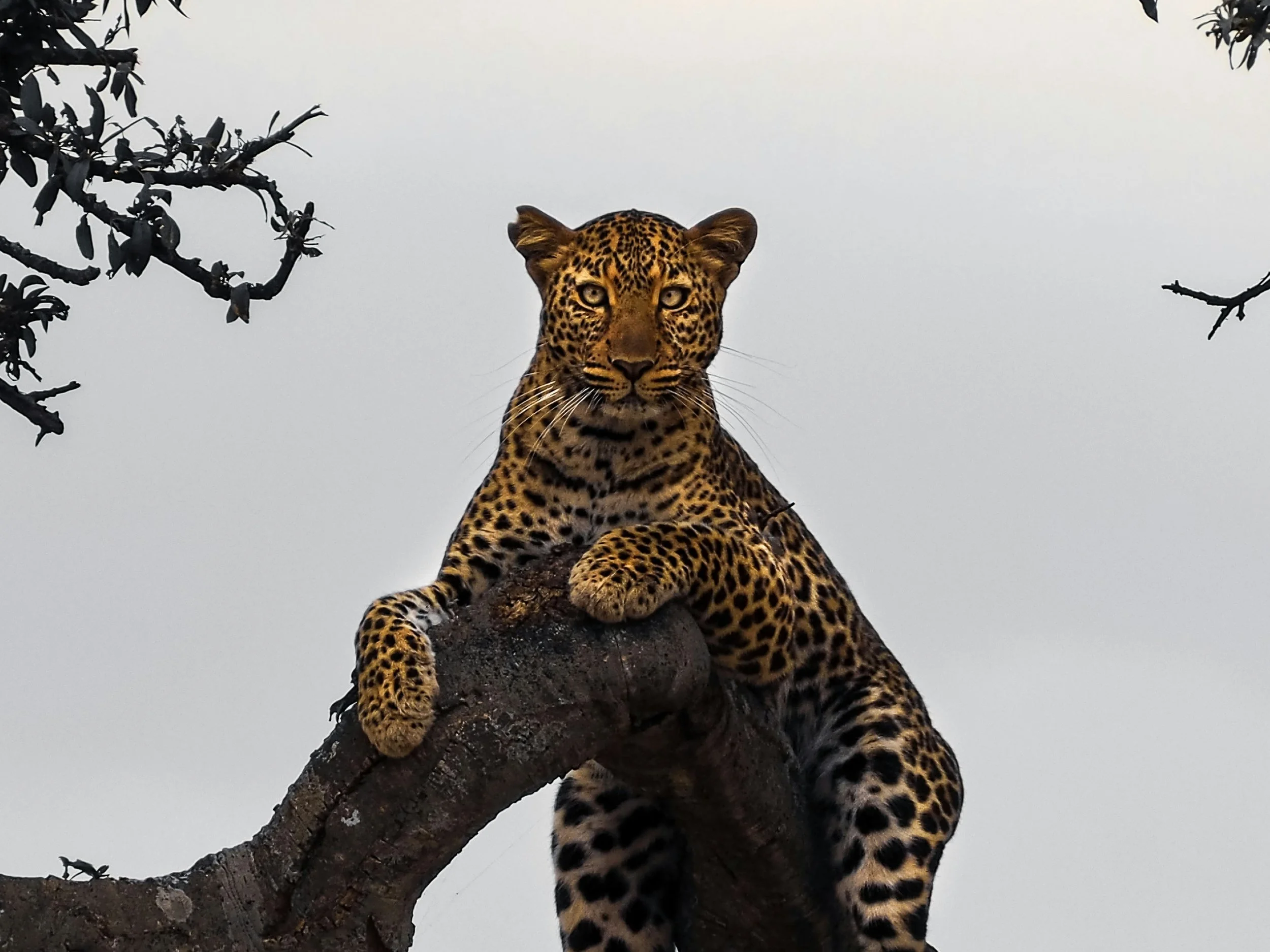 Kruger / Sabi Sands — leopard in a marula tree or elephant at waterhole at dusk
