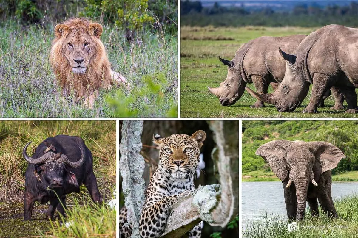 South Africa travel — wine farm sunset or Big Five at a waterhole