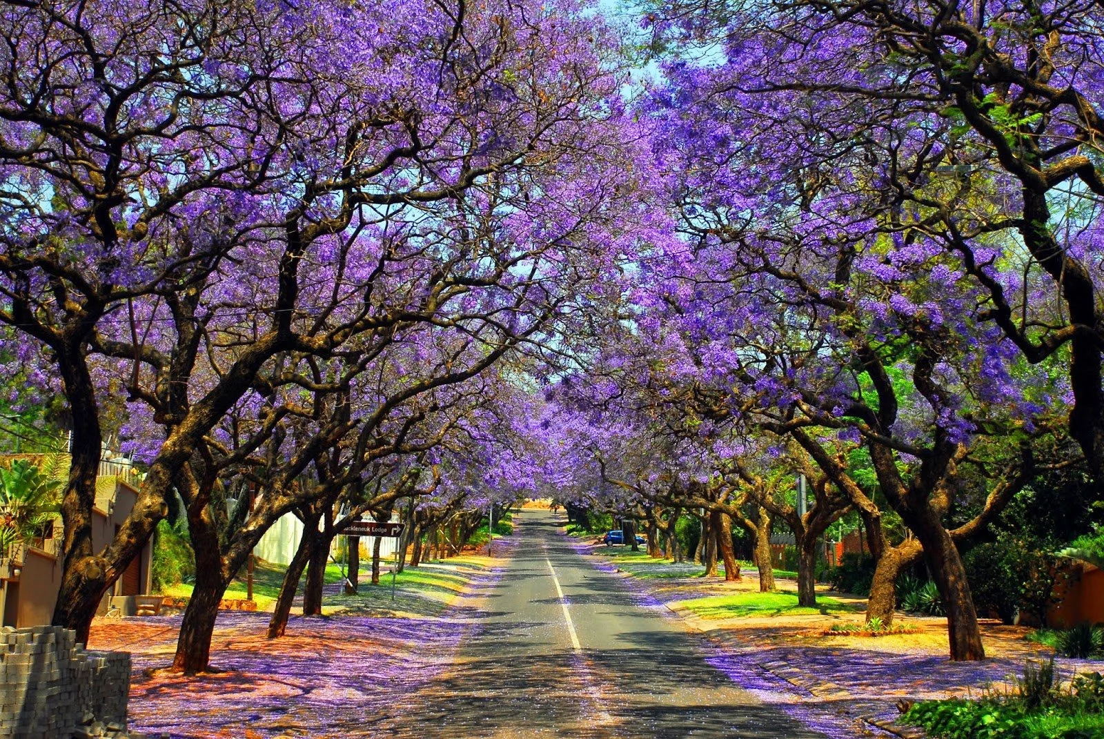 Pretoria — jacaranda-lined Church Street in October or Union Buildings