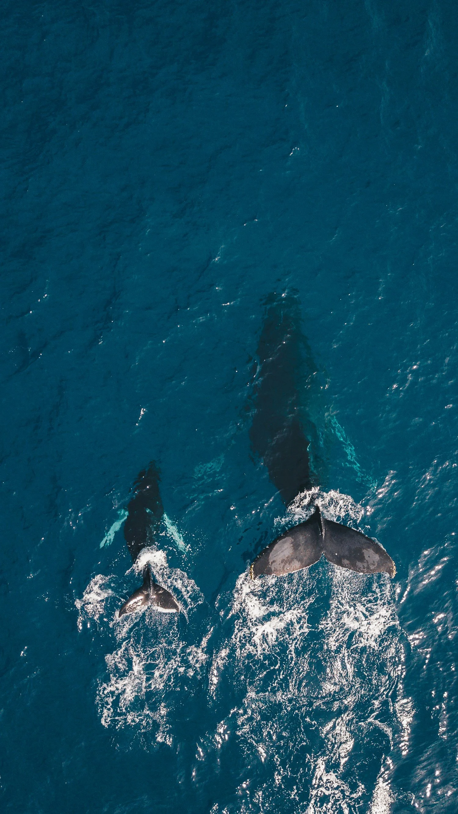 Mirissa — whale tail above the water or the beach at sunset