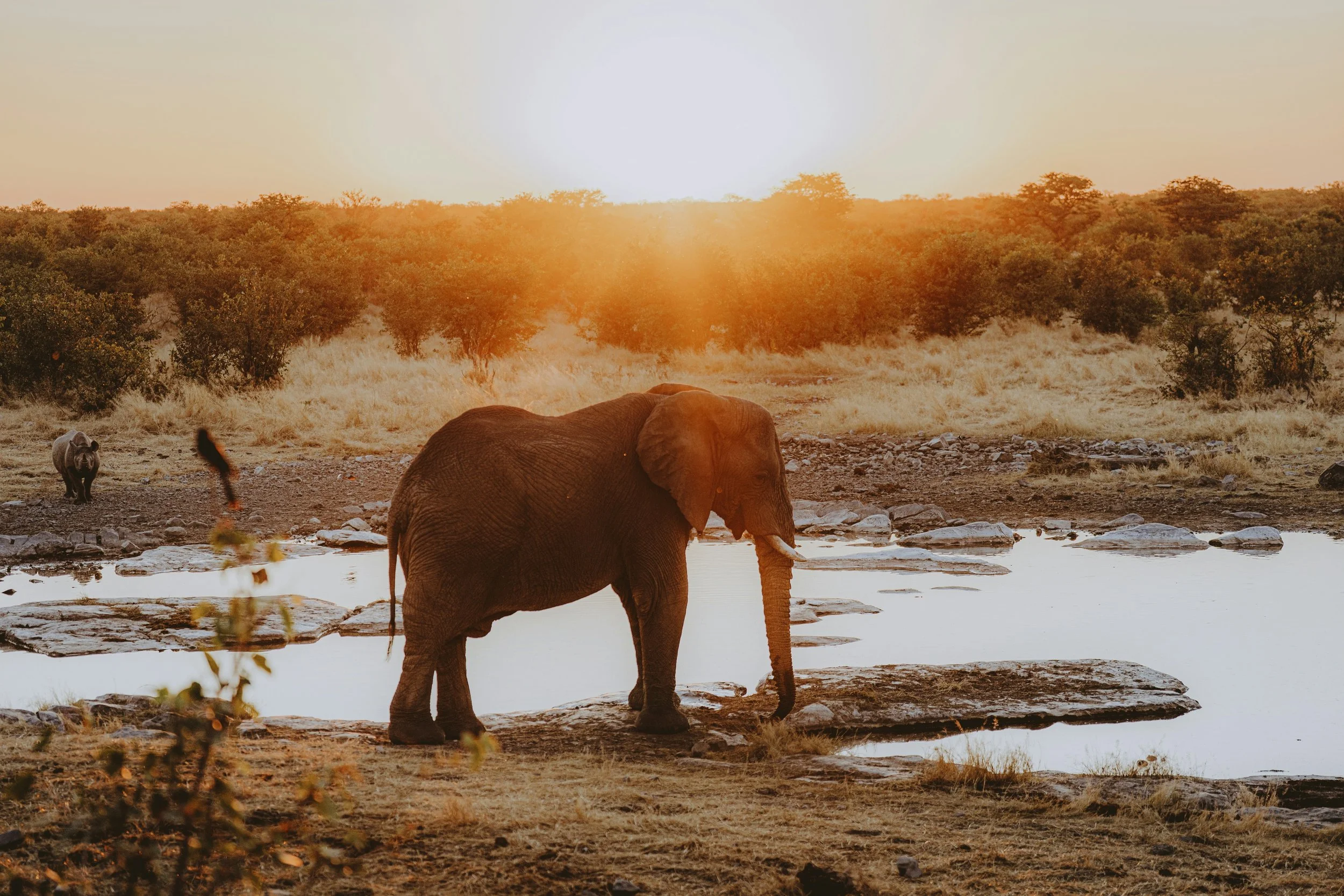 Gqeberha — Addo elephant herd or Sardinia Bay beach