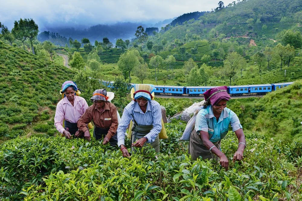 Sri Lanka — tea picker on a hillside estate or elephant in the wild